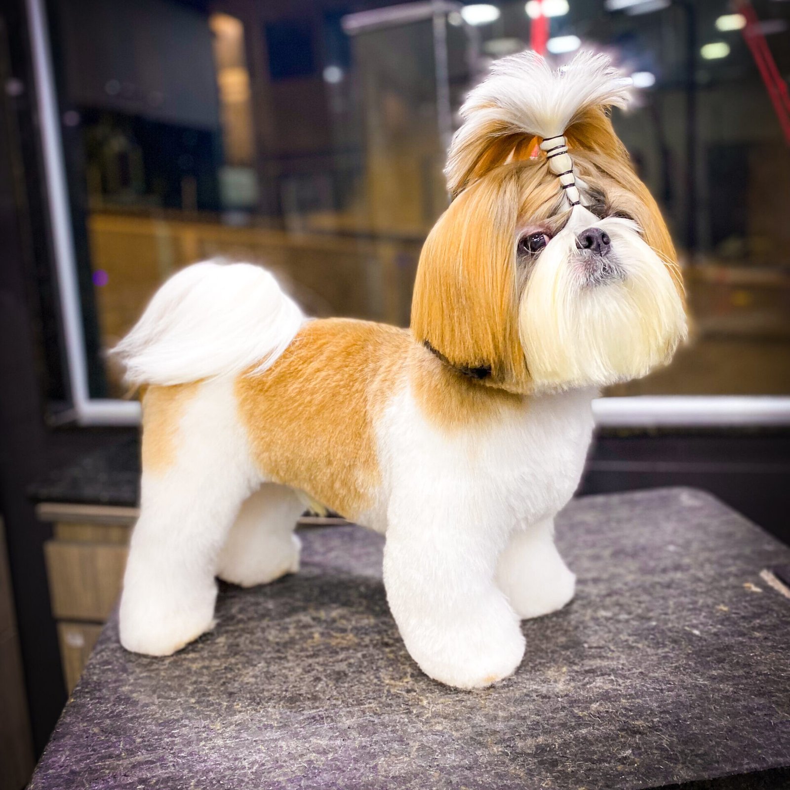 Tosa Bebê Guarulhos