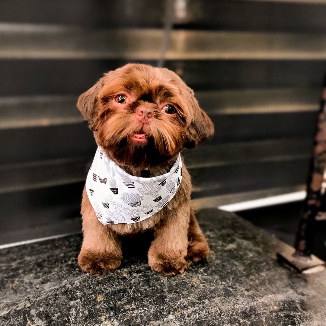 Shihtzu-Rosto