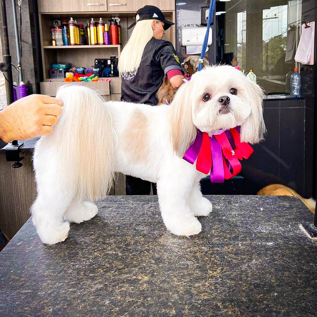 Shihtzu-corpo-bebe-baixo