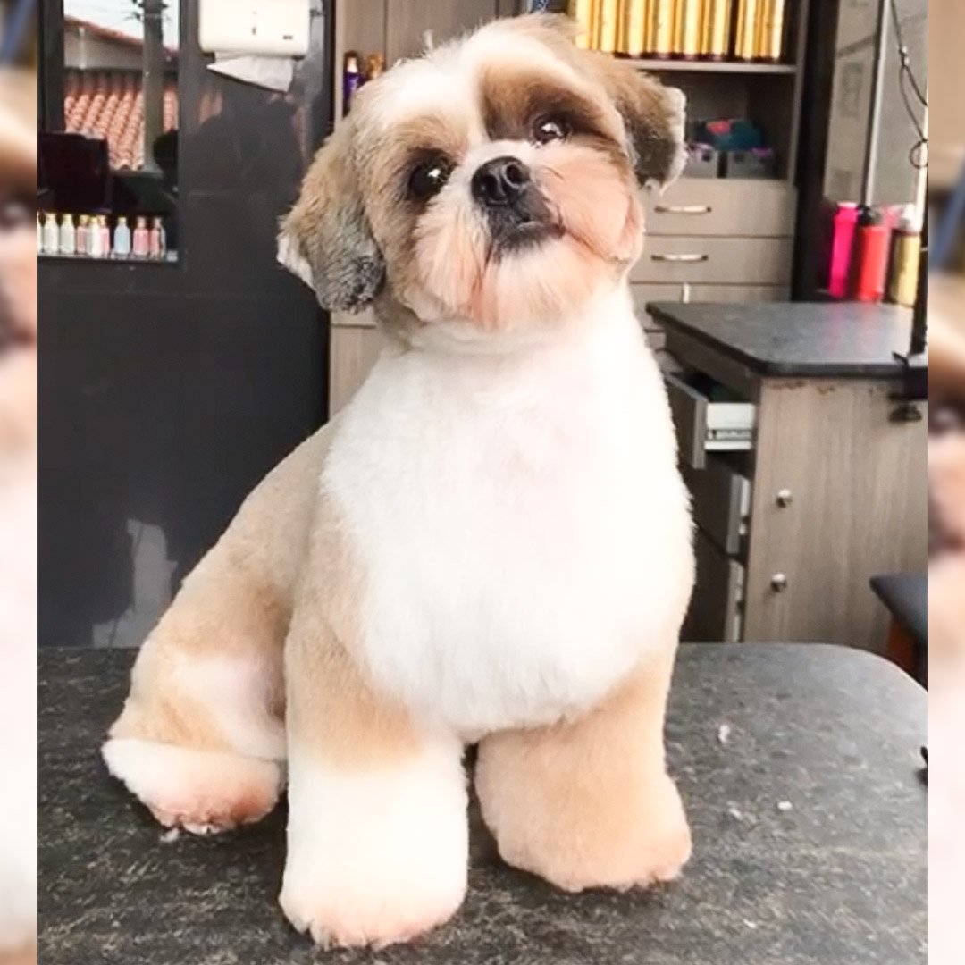 Shihtzu-rosto-orelha-baixa
