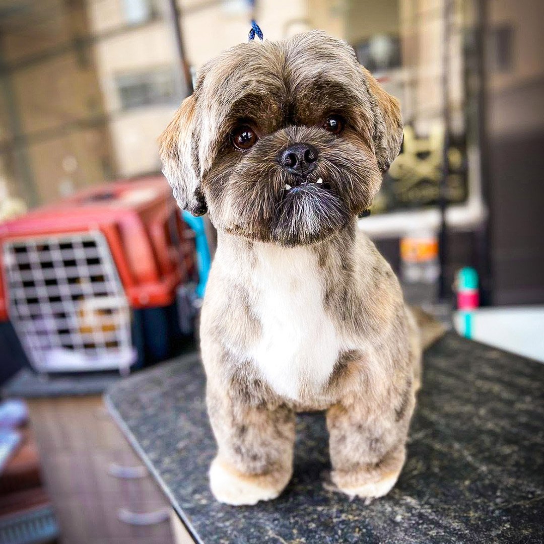 shihtzu-rosto-2