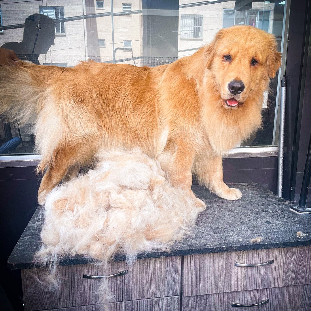 Trimming Golden Retriever