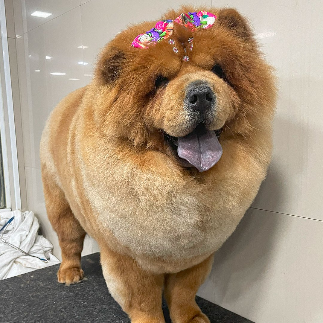 Chow-Chow-marrom-rosto-2
