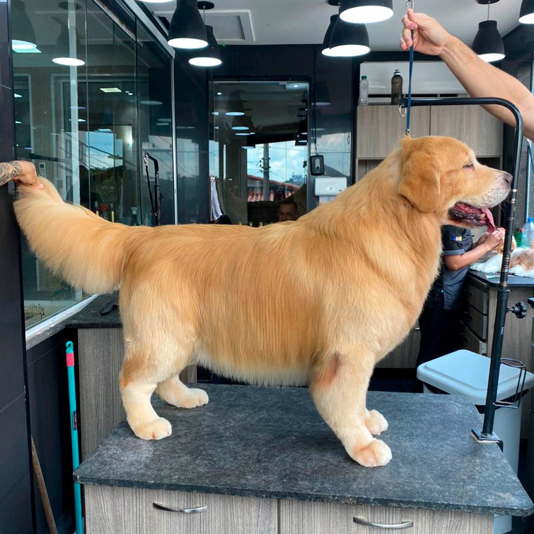 Trimming Golden Retriever