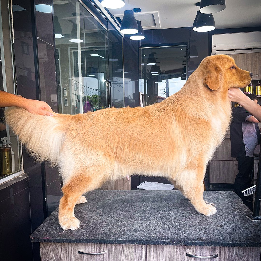 Trimming Golden Retriever