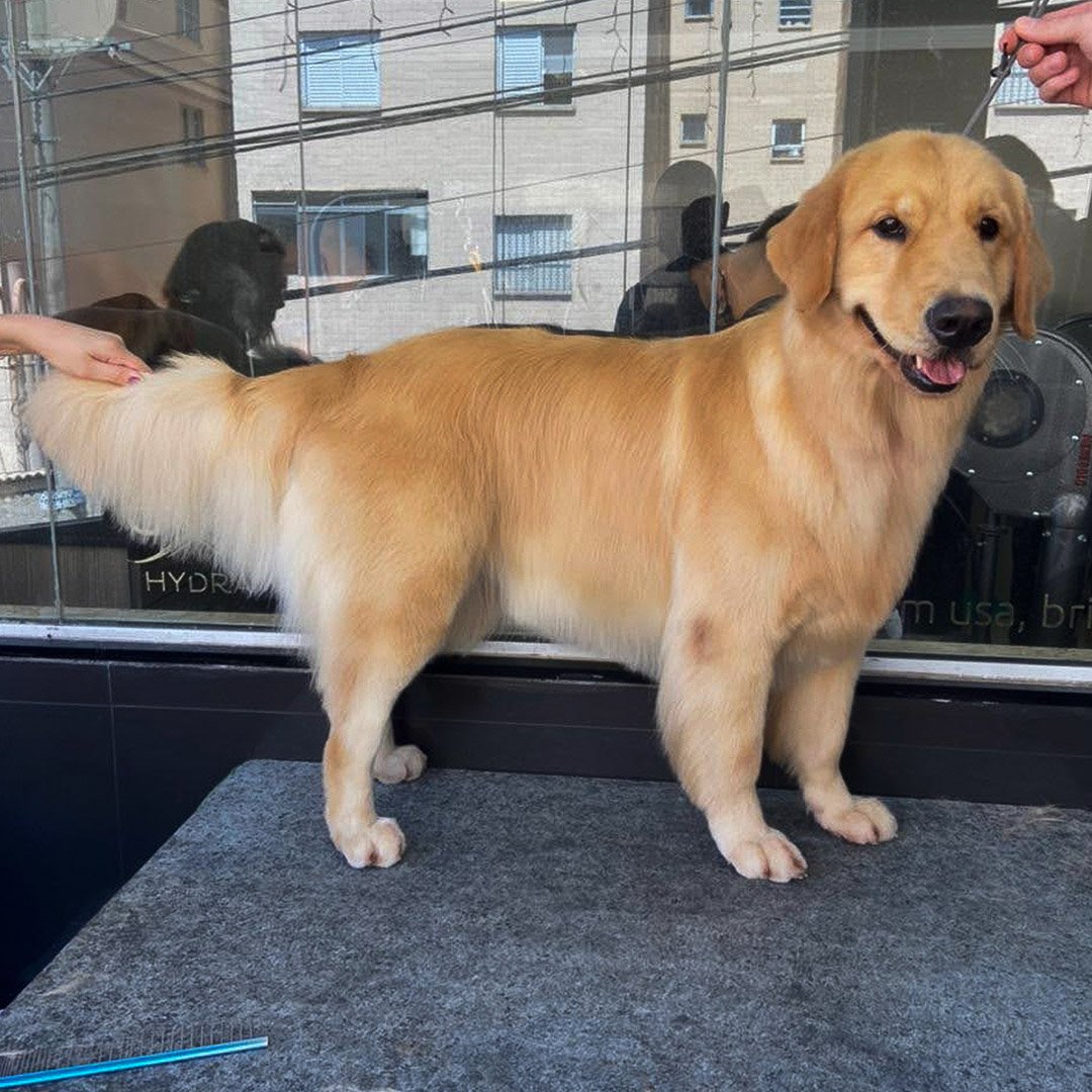 Trimming Golden Retriever