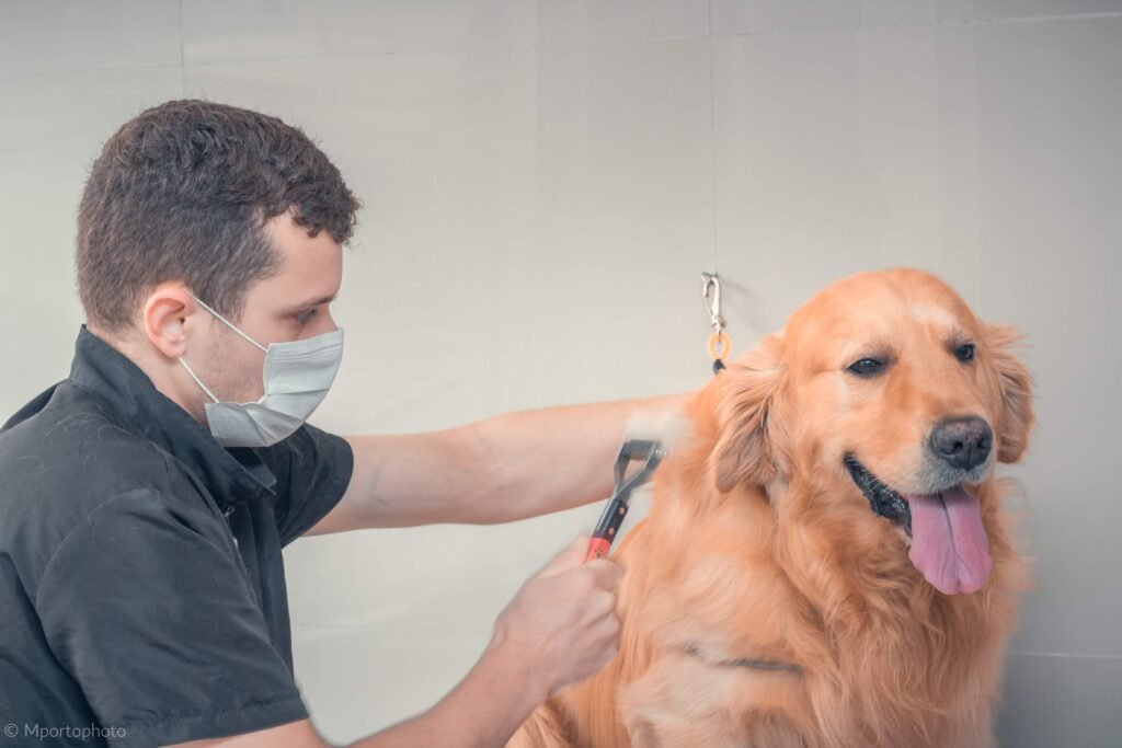 Trimming Golden Retriever