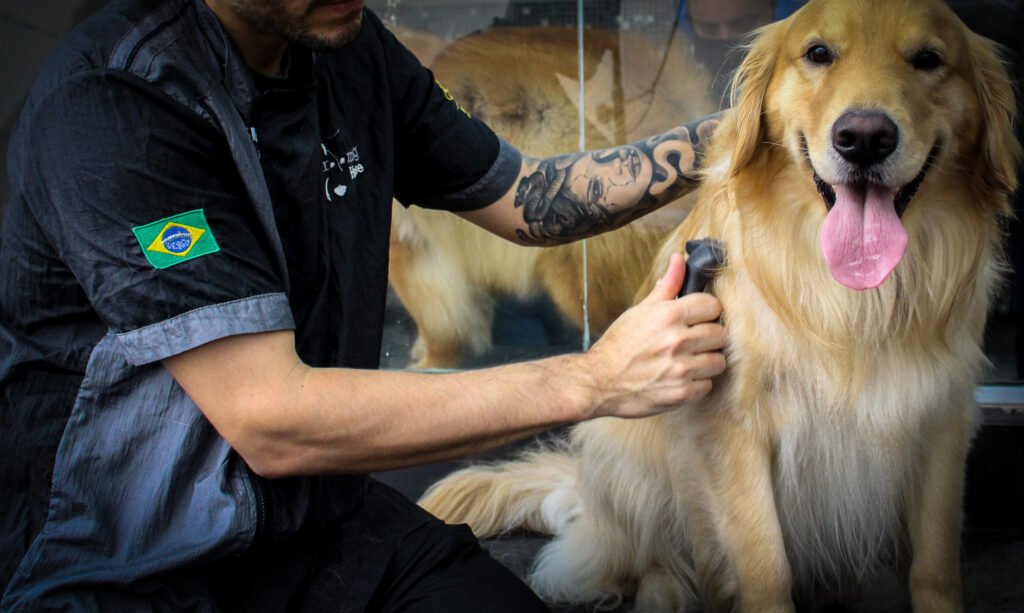 Trimming Golden Retriever