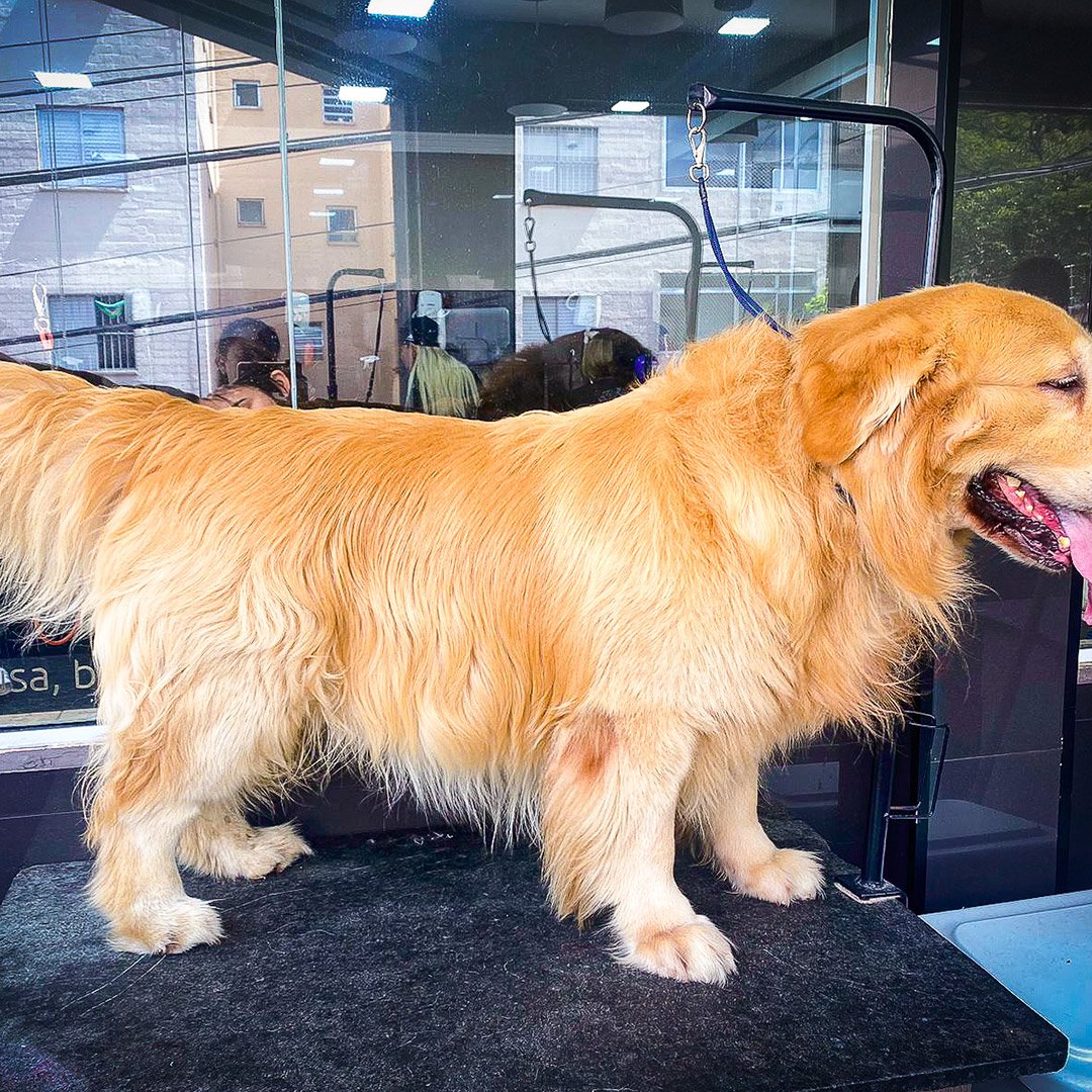 Trimming Golden Retriever