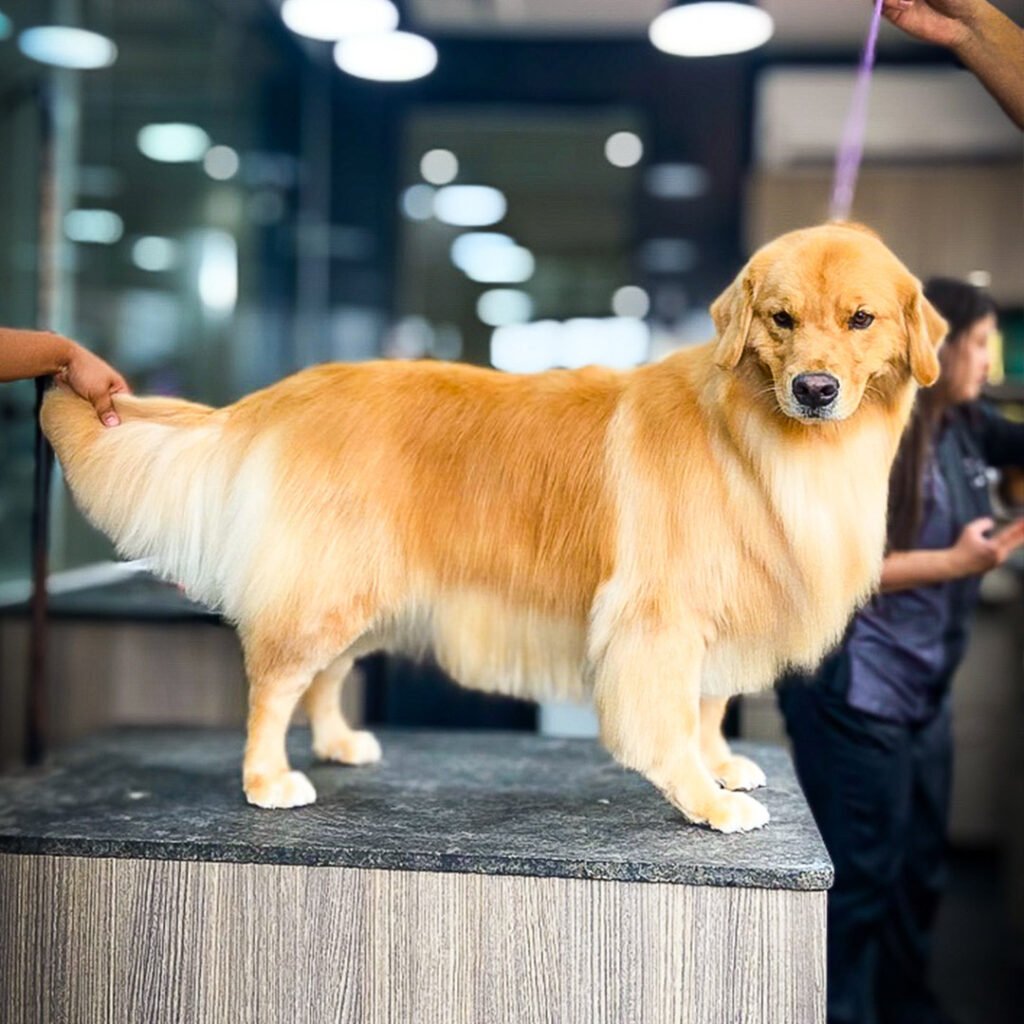 Trimming Golden Retriever