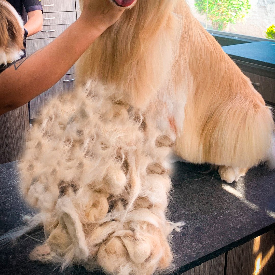 Trimming Golden Retriever